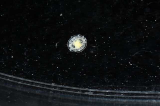Turritopsis dohrnii