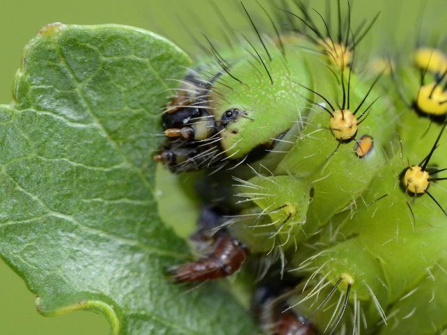 caterpillar eating a leaf