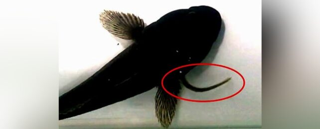 Eel Escapes Fish