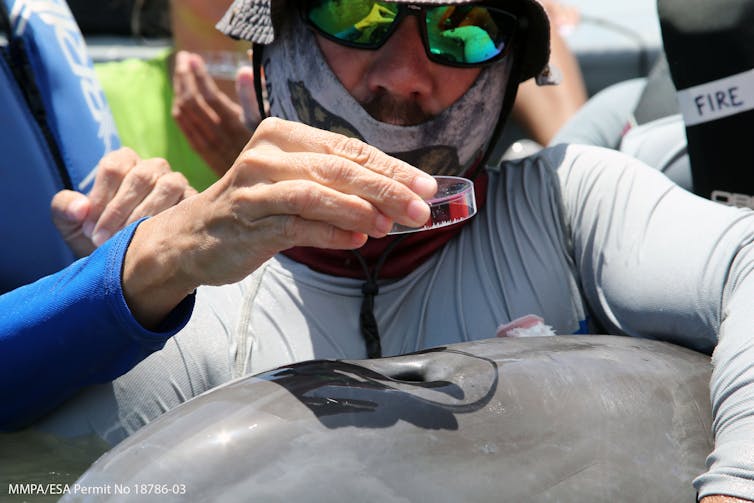 A person standing in chest high water holds a petri dish above a dolphin's blowhole.
