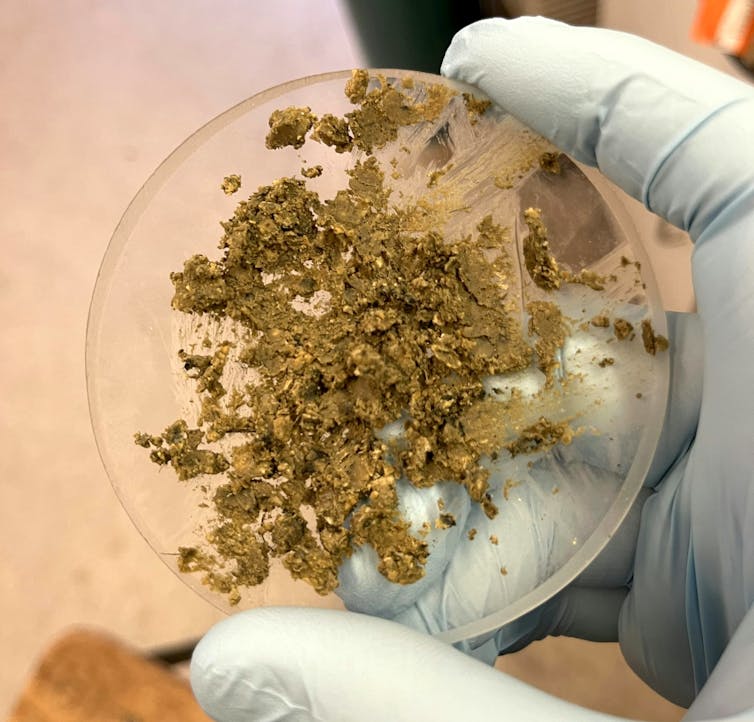 Photo of a gloved hand holding a glass dish containing a crumbly, smeared brown substance.