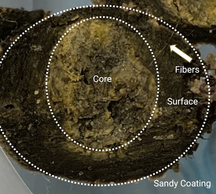 Photo of a cut-open brownish lump with parts labelled 'Sandy Coating', 'Surface', 'Fibres', and 'Core'.