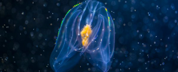 This animal's anus only exists when it needs to poop, and we have so many questions
